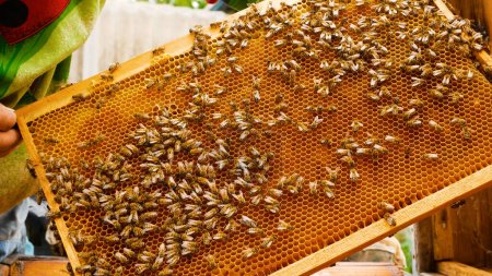 The beekeeper holds a wooden frame with bees crawling on wax honeycombs above the hive. Bees bring nectar to the hive and process it into sweet honey. Production of organic honey. The life of a bee