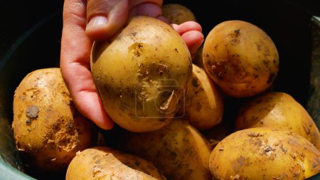 A farmers hand sorts through the tubers of freshly harvested potatoes. Potato harvesting. Growing organic vegetables. Potatoes in the diet.