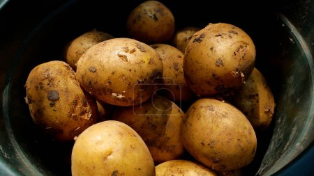 Many large potato tubers that have just been dug out of the ground lie in a bucket. Potato harvesting. Growing organic vegetables.