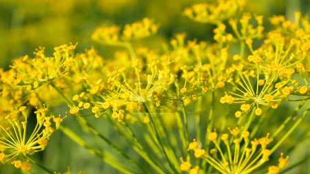 Beautiful juicy yellow flowers of blooming dill in a meadow in summer. Summer stage.