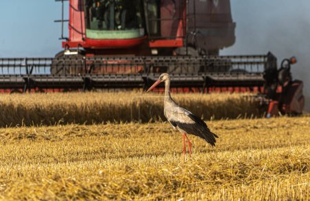 A stork walks in a field in front of a combine harvester that harvests wheat. Cultivation and harvesting of cereals.