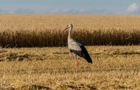 A stork walks in a field with partially cut wheat. Growing and harvesting wheat in summer.