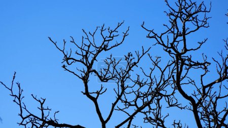 Branches of a tree without leaves against the background of a clear blue sky. Landscape of early spring. Meditation and solitude concept, wildlife.