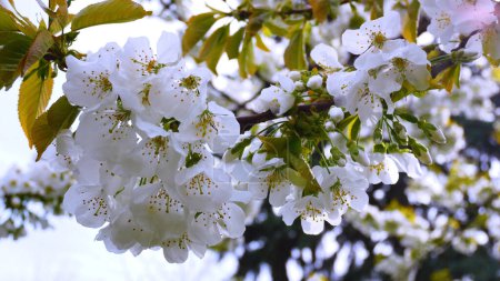 White cherry blossom flowers against the sky. Blooming garden in spring. Spring mood.