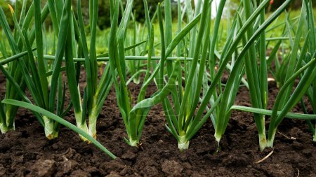 Green onions grow in the garden outdoors. Panorama. Growing organic vegetables. Greens to the table.