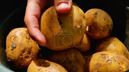 Una mano de granjeros clasifica a través de tubérculos de papa grandes recién recogidos en un cubo. Cosecha de patatas. Cultivo de hortalizas ecológicas.