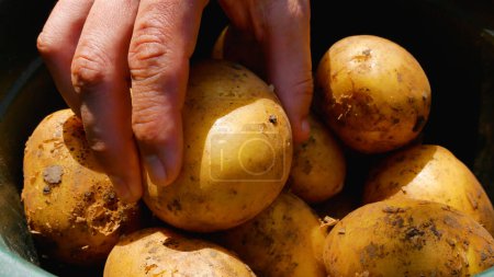 Una mano de hombre toma una papa grande de un cubo. Cosecha de patatas. Patatas en la dieta. Cultivo de hortalizas.