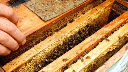 Die Hände der Imker nehmen die Rahmen mit den Bienen aus dem Bienenstock. Auf dem Gestell sind viele Bienen. Pflege des Bienenstocks. Produktion von natürlichem Honig.