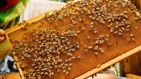 Der Imker zieht das Gestell mit den Bienen aus dem Stock. Auf dem Gestell sind viele Bienen. Ein großes Bienenvolk. Konzept der natürlichen Honigproduktion, Arbeit im Bienenhaus.