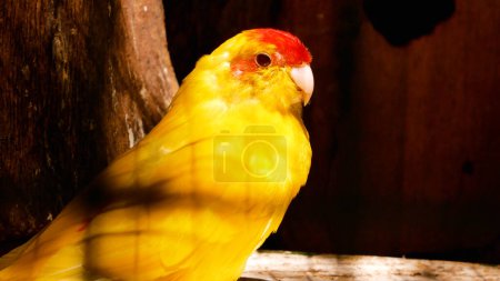 A yellow large parrot sits on a branch, looking around. The rays of the sun fall on the bird.
