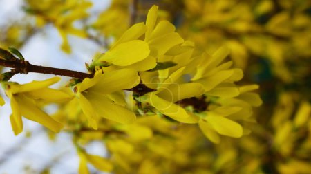 A bush with yellow flowers sways in the wind against a blue sky. Spring landscape concept. Vertical video.