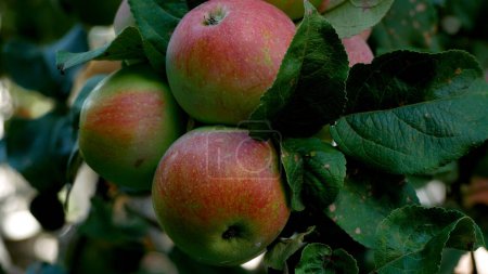 Große reife rote Äpfel am Ast eines Apfelbaums im Garten. Panorama. Anbau von Bio-Äpfeln im Obstgarten. Obstgarten im Sommer. Äpfel ernten.