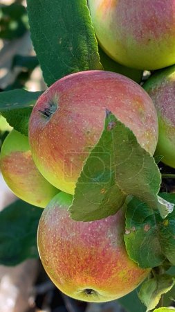 Große reife rote Äpfel am Ast eines Apfelbaums im Garten. Panorama. Anbau von Bio-Äpfeln im Obstgarten. Obstgarten im Sommer. Äpfel ernten.