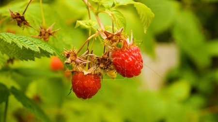 Foto de Ripe raspberries on a bush in a raspberry bush in the garden. In the background are the green leaves of the garden. Ripening of berries. Vitamin berries in the garden. Berry harvesting. - Imagen libre de derechos