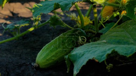 Pepino verde maduro en el jardín. El pepino yace en el suelo entre las hojas. Cultivar verduras ecológicas. Cultivar verduras en camas, en el huerto. Verduras frescas a la mesa