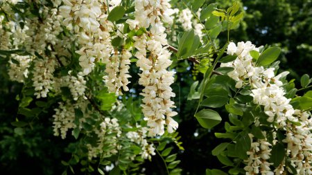 Clusters of blooming white acacia. A fragrant fragrant tree. Panorama. Honey flowering acacia.