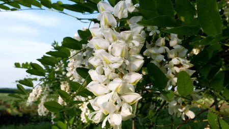 A cluster of flowers of white blooming fragrant acacia against the background of a blue sky. The bee sits on the flowers, collects nectar.