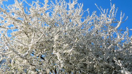 Large blooming fruit tree against blue sky background. Spring landscape. Panorama.