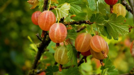 Ripe gooseberries on a branch in the garden. Growing and harvesting berries in the garden.