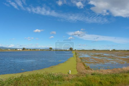 Foto de Paisaje rural tranquilo con un campo inundado bajo un cielo azul con nubes esponjosas, ebro delta, alquitrán, catalonia, España, - Imagen libre de derechos