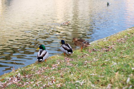 Photo for Three park ducks on the shore of the lake rear view - Royalty Free Image