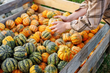 Photo for Colorful Autumn: Top-View Close-Up of Hand with Vibrant Pumpkin - Royalty Free Image