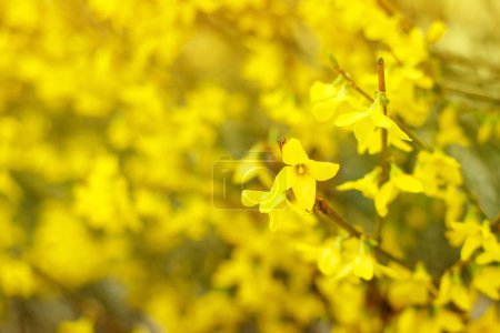 Hermosas flores amarillas del arbusto forsythia
