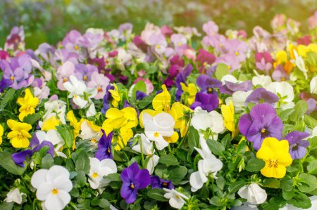 spring flowers for planting in spring