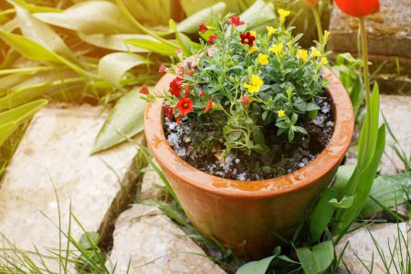 Téléchargez les photos : Grêle glaçons près des plantes de jardin. anomalie météorologique, grêle au printemps - en image libre de droit