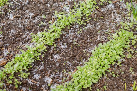 radish seedlings on a bed covered with hail