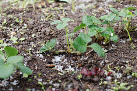 junge Erdbeeren im Garten pflanzen. Hagel und Schnee fielen. Abnormaler Temperaturrückgang