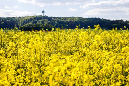 growing rape fields for oil in Bavaria