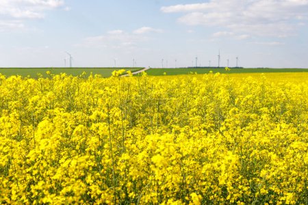 Summer view of flowering rapeseed field against blue sky. Bayern