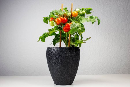fresh cherry tomato bush in flower pot on gray background