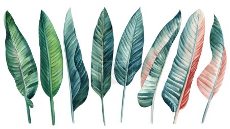 Strelitzia palm leaf set on isolated background, hand drawn watercolor botanical painting. High quality illustration