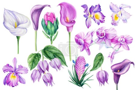 Téléchargez les photos : Ensemble de fleurs tropicales violettes sur fond blanc isolé, orchidée, protéa, calla et Tillandsia succulente, aquarelle peinture botanique. Illustration de haute qualité - en image libre de droit