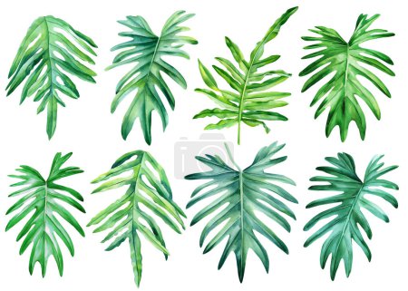 Philodendron Blatt, handgezeichnete Aquarell tropischen Pflanzen Set. Exotische Palmblätter, botanische Pflanzenelemente. Monstera Pflanze. Hochwertige Illustration