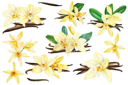 Téléchargez les photos : Set fleur de vanille, illustration botanique aquarelle pour la conception de l'emballage. Illustration de haute qualité - en image libre de droit