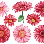 Gerbera flowers, red daisies set on isolated background, watercolor botanical painting, hand drawn. High quality illustration