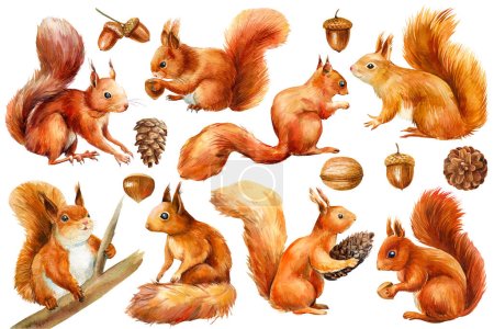 Set Eichhörnchen und Eicheln, Walnuss, Haselnuss, isoliert auf weißem Hintergrund. Aquarell-Illustration. Hochwertige Illustration