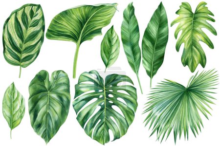 set of tropical palm leaves, banana, liana, monstera, green leaves painted in hand-made watercolor, botanical painting. High quality illustration
