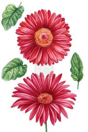Foto de Flores Gerberas, margaritas rojas sobre fondo aislado, acuarela botánica, dibujada a mano. ilustración de alta calidad - Imagen libre de derechos