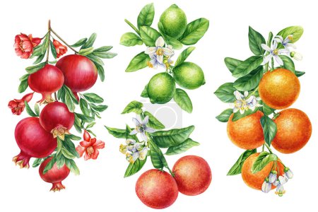 Foto de Naranja, pomelo, manzana, granada con hojas. Establecer fruta sobre fondo aislado, acuarela pintura botánica. ilustración de alta calidad - Imagen libre de derechos