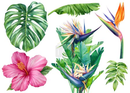 Téléchargez les photos : Ensemble de fleurs et de feuilles peintes à l'aquarelle, sur un fond blanc isolé, illustration botanique, fleurs tropicales. Illustration de haute qualité - en image libre de droit