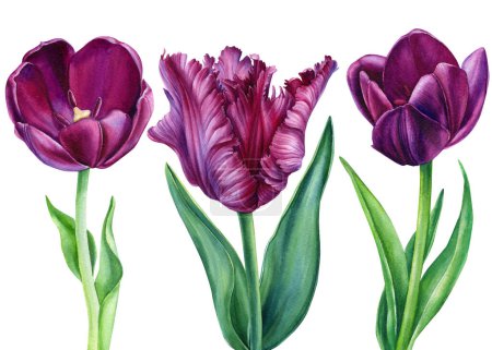 Foto de Flores vintage. Acuarela floral, tulipanes coloridos sobre fondo blanco aislado, acuarela ilustración botánica. ilustración de alta calidad - Imagen libre de derechos