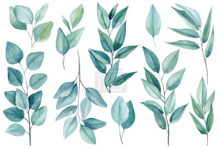 Téléchargez les photos : Ensemble d'éléments verts, branches et feuilles d'eucalyptus, peinture à l'aquarelle, dessin à la main. Illustration de haute qualité - en image libre de droit