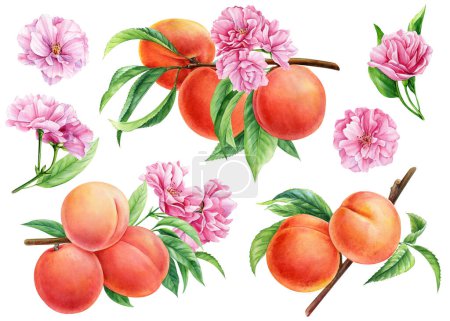 Watercolor peach branches set. Hand drawn fruits, flowers, leaves. Botanical painting blooming peach, summer illustration. High quality illustration