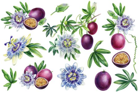 Photo for Passionflower, set of passion fruit, slice and seeds isolated on white background. Watercolor botanical painting. High quality illustration - Royalty Free Image
