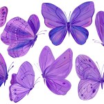 bright violet butterflies set on isolated white background, acrylic painting, butterfly art. High quality illustration