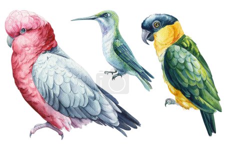 Foto de Beautiful birds. cockatoo parrots and hummingbird, watercolor illustration isolated on white background. High quality illustration - Imagen libre de derechos